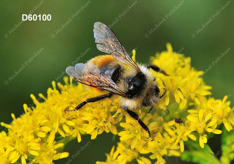 Tricolored Bumble Bee (Bombus ternaries)